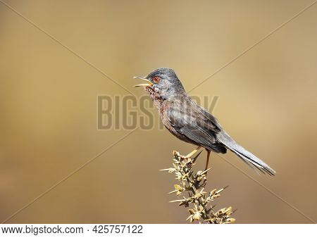 Close Up Of A Calling Dartford Warbler, Uk.