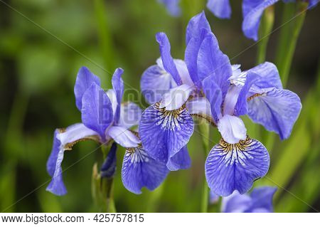 Irideae. Purple Iris Flowers Are Blooming In The Garden. Blue And Purple Flowers In The Garden. Macr