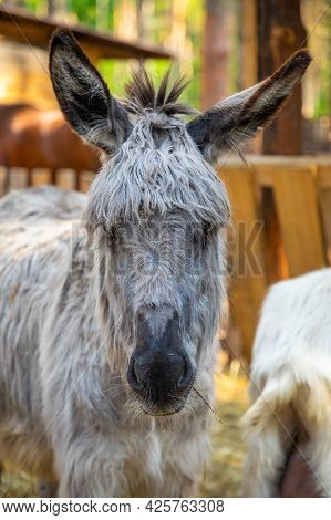 Farm Animals In A Private Contact Zoo Husky Land In Kemerovo, Russia