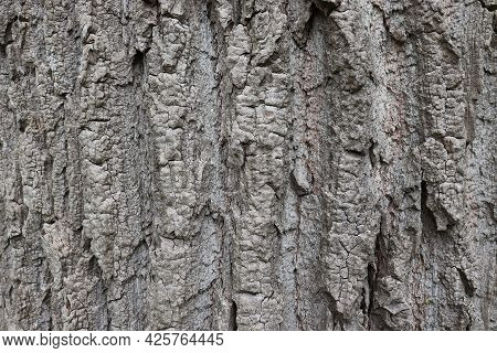 Natural Aged Tree Bark Background With Rich Texture In Gray, Beige And Earthy Colors