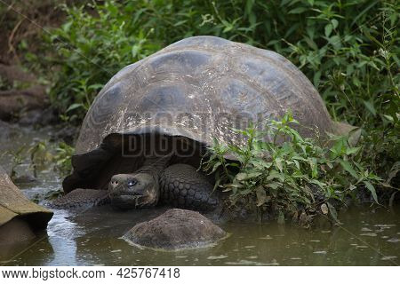 Closeup Head On Portrait  Of Galapagos Tortoise (chelonoidis ) Sitting In Pond Galapagos Islands, Ec