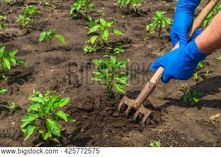 The Farmer Rakes The Soil Around The Young Pepper. Close-up Of The Hands In Gloves Of An Agronomist 