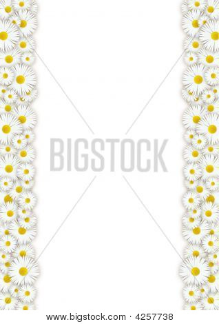 Camomile Frame