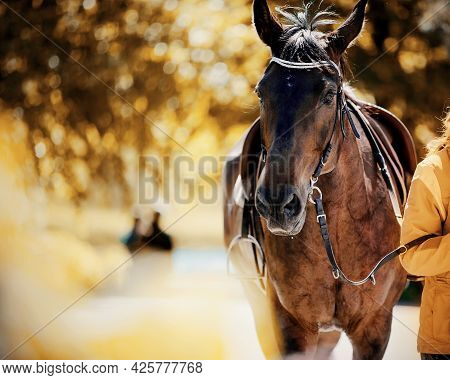 Portrait Of A Sports Horse In The Bridle. Horse Muzzle Close Up. Portrait Stallion In The Bridle. Dr