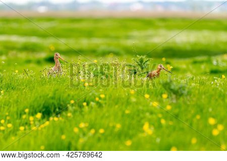 There Is A Black-tailed Godwit In The Meadow