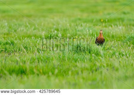 There Is A Black-tailed Godwit In The Meadow