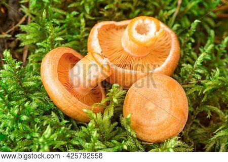 Raw Saffron Milk Cap Mushrooms On Moss Background. Lactarius Deliciosus Mushroom Closeup. Forest Mus
