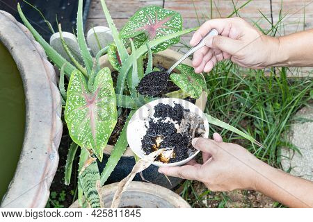 Coffee Grounds Being Added To Alovera Plant As Natural Organic Fertilizer Rich In Nitrogen For Growt