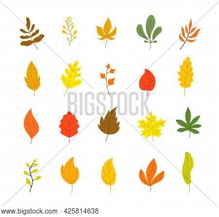 Autumn Leaves Collection. Tree Leaf Fall, Flat Marple Yellow Orange Foliage. Season Forest Icons, Is