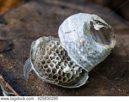 Abandoned Paper Wasp Nest. Destroyed Paper Structure Of Insects. Vespiary Without Wasps