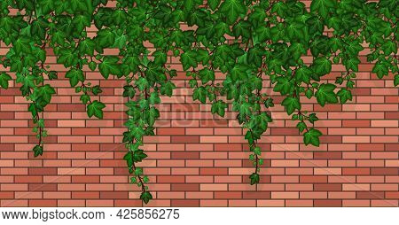Ivy On Brick Wall. Climbing Ivy Foliage And Hanging Green Liana On Red Brick House Wall Or Garden Fe