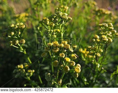 Tansy, Tanacetum, A Genus Of Perennial Herbaceous Plants And Shrubs Of The Asteraceae Family. Severa