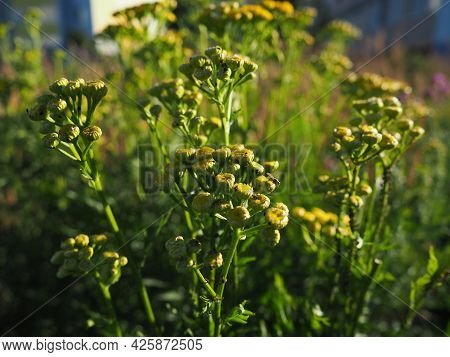 Tansy, Tanacetum, a genus of perennial herbaceous plants and shrubs of the Asteraceae family. Severa