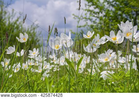 Beautiful White Wildflowers Of Anemones Bloom In The Garden. Anemone Sylvestris