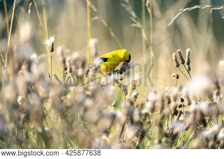 An American Goldfinch Picking Thistle Down From The Plant.