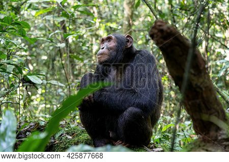 Close Up Image Of Chimpanzee Within The Forest Of The Kibale National Park, Uganda, Africa