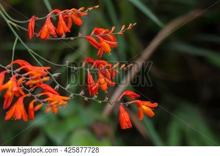 Crocosmia Crocosmiiflora Red Flowers Also Known As Montbretia, Perennial Vivid And Beautiful Plant