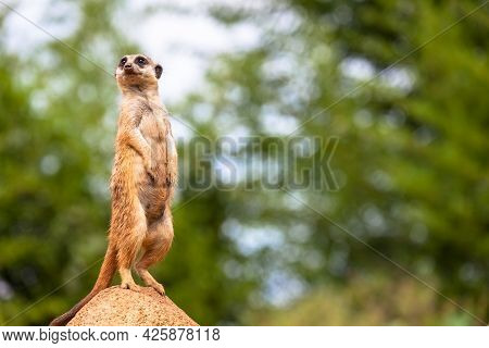 The Meerkat Attitude Is The Best Surveillance System. He Controls The Territory And Provide Protecti