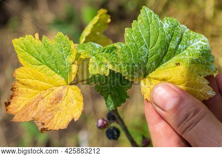 Currant Bacterial Diseases. Close-up Of Farmer Hand While Checking Plant Leaves. Garden Care Idea.