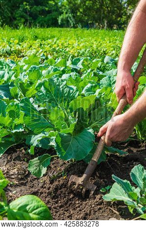The Farmer Rakes The Soil Around The Young Cabbage. Close-up Of The Hands Of An Agronomist While Ten