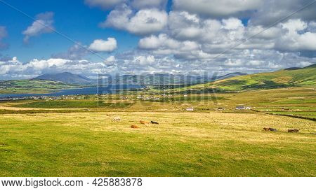 View From Kerry Cliffs On Resting Or Grazing Cattle On Fields And Pastures With Beautiful Fiords In 