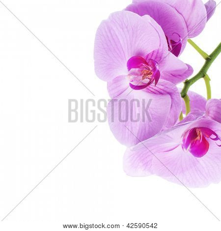 Orquídeas phalaenopsis beautifiul flores aisladas en blanco