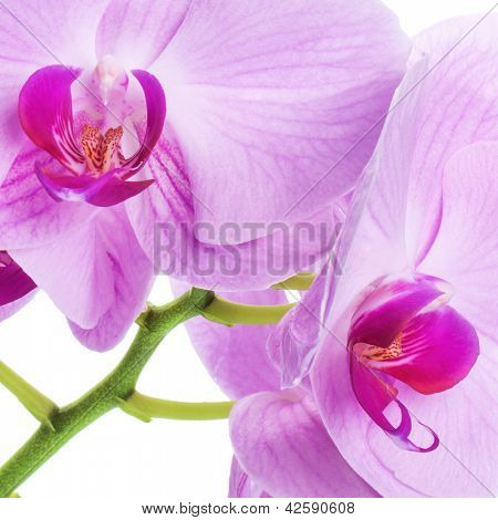 Orquídeas phalaenopsis beautifiul flores aisladas en blanco