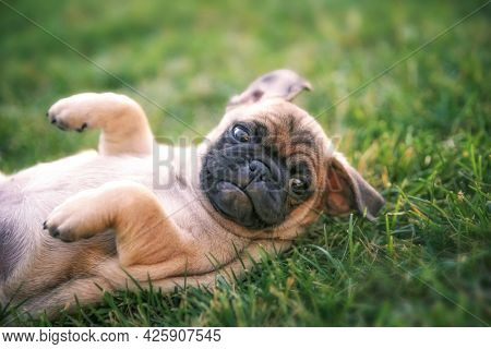cute baby pug chihuahua mix called a chug playing on a green lawn