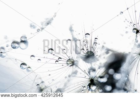 Macro Nature. Beautiful Dew Drops On Dandelion Seed Macro. Beautiful Soft Background. Water Drops On