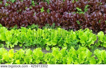 Two Types Of Sowing Lettuce Green And Iodized Lettuce, Background. Fresh Summer Herbs For Salad, Veg