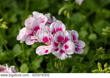 Pelargonium Flowers Commonly Known As Geraniums, Pelargoniums Or Storksbills And Fresh Green Leaves 