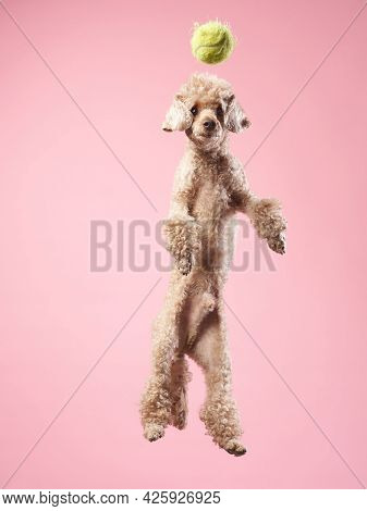 Funny Active Dog Jumping And Catches The Ball. Funny Small Poodle On Pink Background
