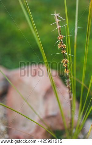 Native Australian Lomandra Grass Plant With Flowers And Seed Pods Outdoor In Sunny Backyard Shot At 