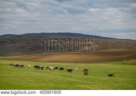 Cows herd grazing a a meadow among green hills in Moldova