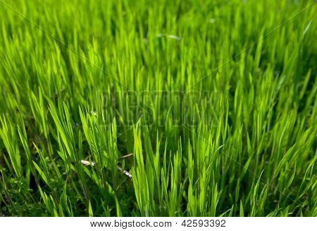 Helle Gras Hintergrund