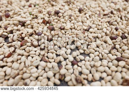Drying White Raw Coffee Beans On A Grid. Fresh Coffee Beans At Organic Farm In Colombia. Background 