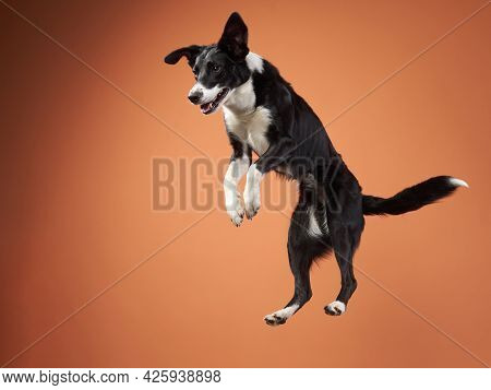 Funny Active Dog Jumping With Disk. Border Collie Flying On Orange Background
