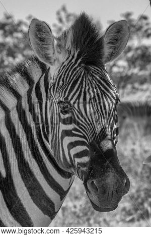 Closeup On The Beautiful Zebra Head, Boteti River, Botswana