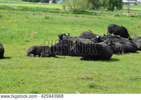 Eurasian Water Buffalo Herd In Grassland Of The Eifel