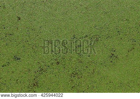 Green Background With Many Leaves Of Duckweed Known As Lemna On The River Surface