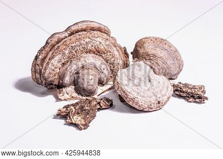 Mushroom Tinder Fungus Or Fomes Fomentarius