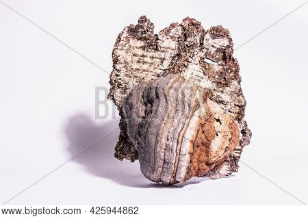 Mushroom Tinder Fungus Or Fomes Fomentarius