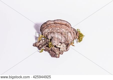 Mushroom Tinder Fungus Or Fomes Fomentarius