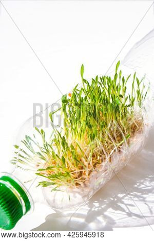 Young Green Plants In Plastic Bottle. Ecology And Environmental Conversation. Earth Day Concept. Glo