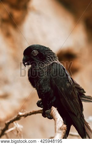 The Black Lory, Beautiful Exotic Black Parrot On A Tree Branch, Nature Zoomed In, Closeup Shot
