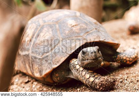 The Red-footed Tortoise Close Up In A Zoo. Portrait Of A Turtle In Natural Surroundings