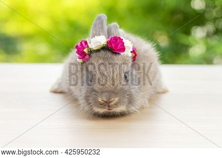 Grey Baby Bunny With White And Red Paper Roses On Own Head While Lying Down On Wood Green Bokeh Back