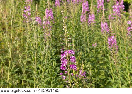 Floral Blossom Purple Flowers Green Plants Botany