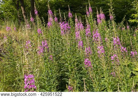Floral Blossom Purple Flowers Green Plants Botany
