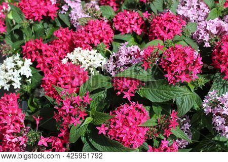 Egyptian Starcluster In The Summer In The Garden